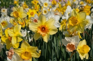 Narzissen-und-Osterglocken-Mix-Zwiebeln-Blumenzwiebeln-Gropackung-2000-Gramm