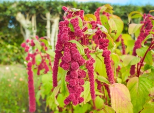 Roter-Fuchsschwanz-hngend-Amaranthus-caudatus-500-Samen