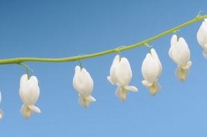 Trnendes-Herz-wei-Dicentra-spectabilis-10-Samen-