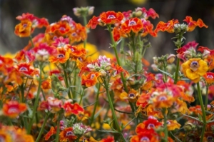 Elfenspiegel-Nemesia-strumosa-50-Samen