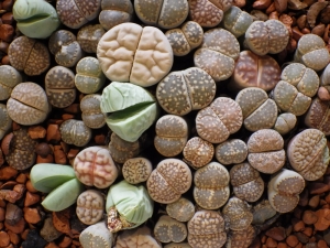 Lithops-quotLebender-Steinquot-Kakteensamen-ca-25-Samen-Mischung-aus-vielen-bunten-Sorten