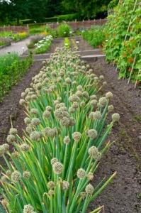 Winterheckenzwiebel-Winterzwiebel-Lauchzwiebel-Allium-fistulosum--mehrjhrig-200-Samen