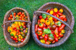 Tomatensamen-Mix-Paket-16-Sorten