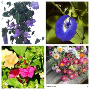 Samenset-Sparpaket-Zierpflanzen-Vigna-CaracallaStrohblumenClitoriaWunderblume