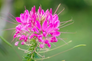 Spinnenblume-Spinnenpflanze-wei-rosa-violett-gemischt--50-Samen