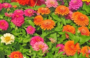 Zinnien-Zinnia-elegans-Bunte-Mischung-50-Samen