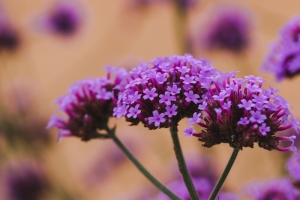 Argentinisches-Eisenkraut-Verbene-Verbena-bonariensis-100-Samen