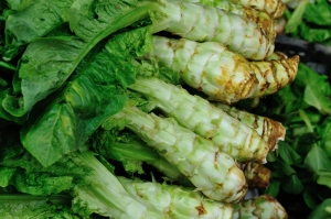 Spargelsalat-Chinesische-Keule-Lactuca-sativa-var--angustana-50-Samen