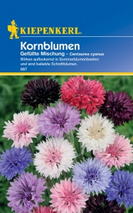 Kiepenkerl-Kornblume-Gefllte-Mischung