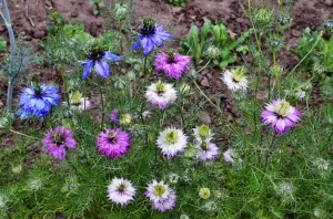 Jungfer-im-Grnen-nigella-damascena-Saatgut-fr-ca-120-Pflanzen-3