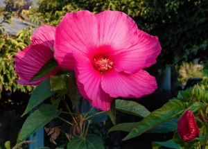 Rosa-Bechermalve-Lavatera-trimestris-50-Samen