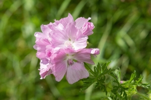 Moschusmalve-Malva-moschata-100-Samen