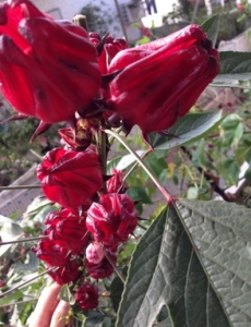 Hibiskus-Sabdariffa-Teehibiskus-Roselle-1000-Samen