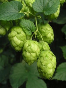 Hopfen-Humulus-lupulus-Samen-100-Gramm