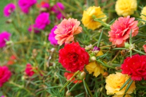 Portulakrschen--Gefllte-Mischung--Portulaca-Grandiflora-100-Samen
