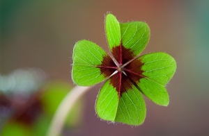 4-blttriges-Kleeblatt-Glcksklee-Oxalis-Deppei-10-Blumenzwiebeln