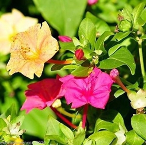 -Wunderblume-Mirabilis-jalapa-5-Samen-gratis