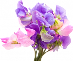 Duftwicke-Lathyrus-Odoratus-Platterbse--Sweet-Pea-100-Samen