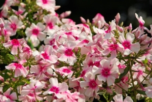 Flammenblume-Phlox-drummondii-50-Samen