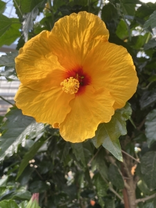Hibiscus-Moscheutos-orange-10-Samen