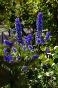 Ysop-blau-Hysoppus-officinalis-Josefskraut--mehrjhrige-Bienenweide-100-Samen