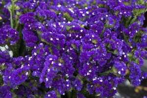 Strandflieder-Limonium-Statice--Meerlavendel-55-Samen