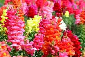 Groes-Lwenmulchen-Hohe-Mischung-Antirrhinum-majus-200-Samen