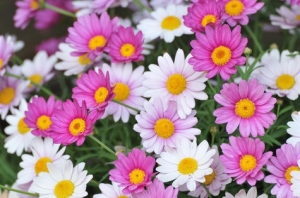 Bunte-Margeriten-Tanaceum-coccineum-mehrjhrig-ca-50-Samen