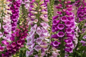 Fingerhut-Digitalis-purpurea-bunte-Mischung-250-Samen-Bienenweide-frosthart