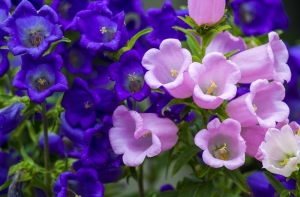 --Marienglockenblume-Campanula-medium-Samen-10-Gramm--ca--50000--Samen