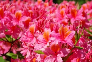 Azalee-Godetia-Clarkia-amoena-Bltenmeer-im-Garten-100-Samen