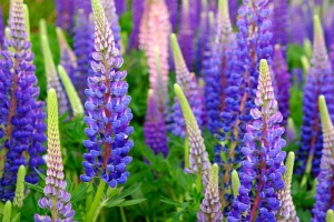Lupinen-Lupinus-hartwegii-bunte--Mischung-40--Samen