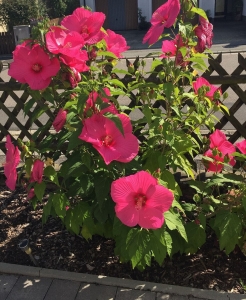 Hibiscus-Moscheutos-5-Samen