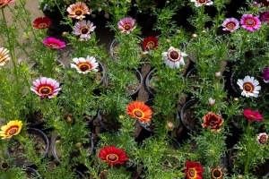 Bunte-Wucherblume-Ismelia-Carinata-100-Samen