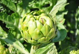 Artischocke-Vert-de-Provence-30-Samen