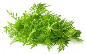 Einjhriger-Beifuss-Artemisia-annua-Qing-Hao-100-Samen