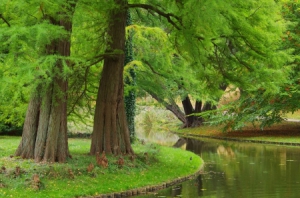 Urweltmammutbaum-Chinesisches-Rotholz-Metasequoia-glyptostroboides-1000-Samen
