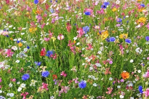 Wildblumen-Blumensamen-Mischung-winterhart-mehrjhrig-1000-Samen