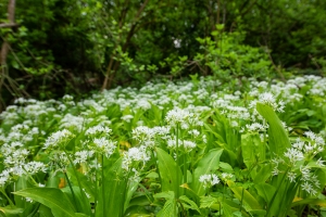 Brlauch-Allium-ursinum--Waldknoblauch--50-Samen