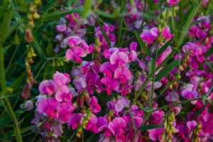 Duftwicke-Lathyrus-Odoratus-Bunte-Mischung-10-Samen