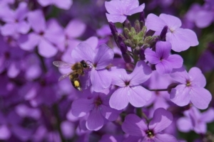 Duftpflanze-Nachtviole-Matronenblume-Hesperis-matronalis-50-Samen