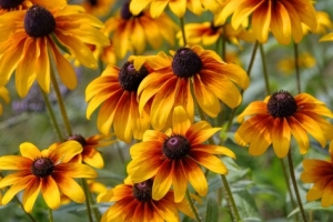 Sonnenhut-rubeckia-hirta-60-Samen