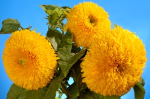 Sonnenblume-gefllt-fr-Kbel-oder-Topf-ca-40-60-cm-Hhe-10-Samen