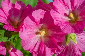 Bechermalve-Lavatera-trimestris-100-Gramm-Samen