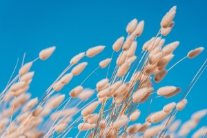 Hasenschwanz-Gras-Lagurus-ovatus-Wunderschnes-Ziergras-50-Samen