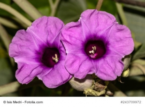 Hawaiianische-Holzrose-Argyreia-nervosa--Baby-Woodrose-500-Samen