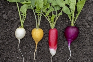 Bunte-Radieschen-Raphanus-sativus--100-Gramm--Saatgut