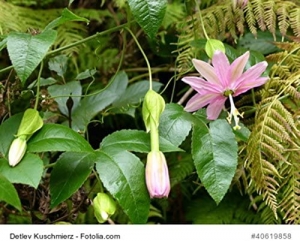Passionsblume-Passiflora-molissima-Bananenpassionsblume-essbare-Frchte-5-Samen