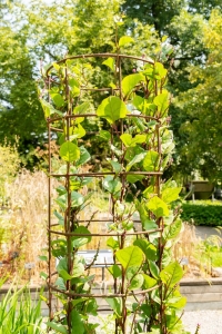 Malabarspinat-rot-Basella-rubra-L-Indischer-Spinat-10-Samen