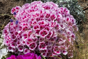 Mandelrschen-Clarkia-unguiculata-150-Samen